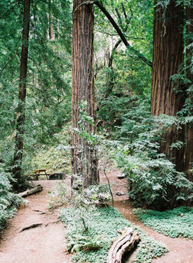 Big Sur Campground