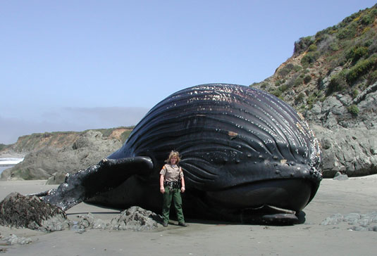 Park Ranger Linda Rath standing next to dead, beached Humpback whale.