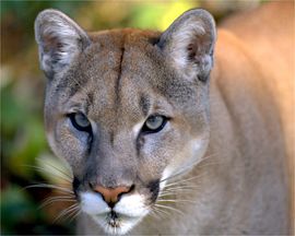 Mountain Lion