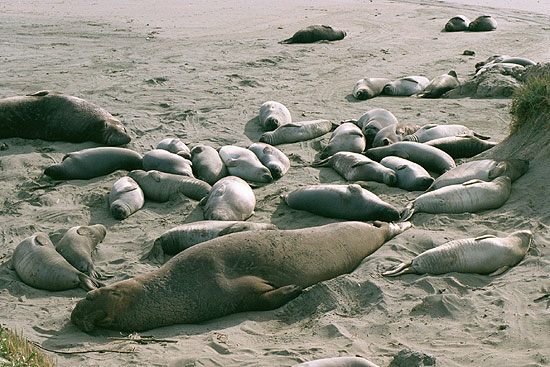 Elephant seal adults and pups on the beach