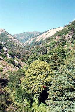 Hot Springs Canyon near Esalen