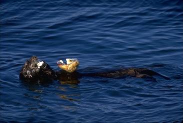 CALIFORNIA SEA OTTER