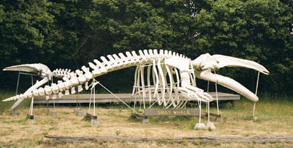 Gray Whale Skeleton