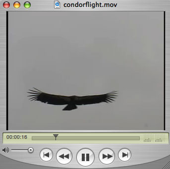 California Condor in Flight