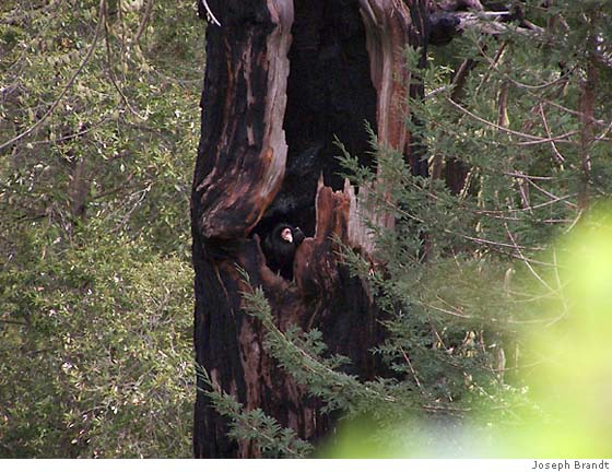 California Condors Nesting in Redwood Tree