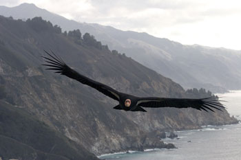 California Condor - photo: Daniel Bianchetta