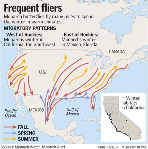 Monarch Migration patterns