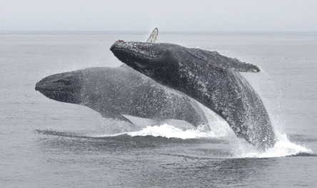 Breaching humpback whales - photo by Daniel Bianchetta