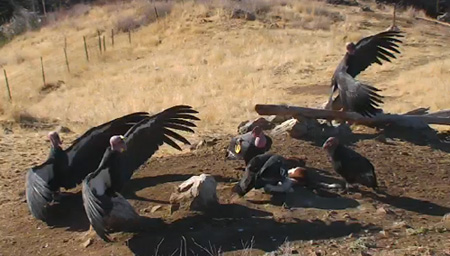 Condor Cam