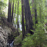 Pfeiffer Falls