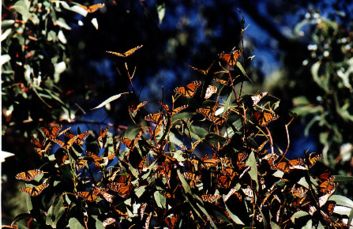 Monarch Butterflies at Andrew Molera State Park, photo Stan Russell