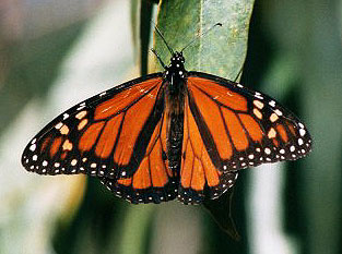 Monarch Butterfly