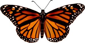 Female Monarch Butterfly