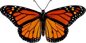 Male Monarch Butterfly