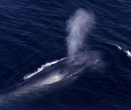 Blue Whale Spouting