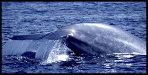 Blue Whale