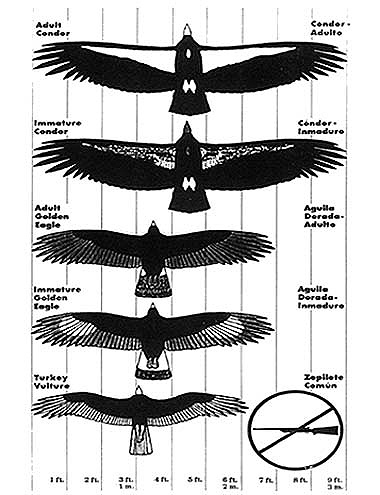 Condor, Eagle Vulture comparison