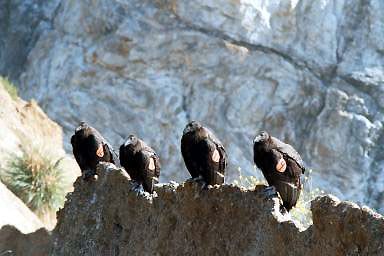 Condor roost