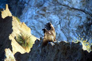 Condor Or4 warming its wings