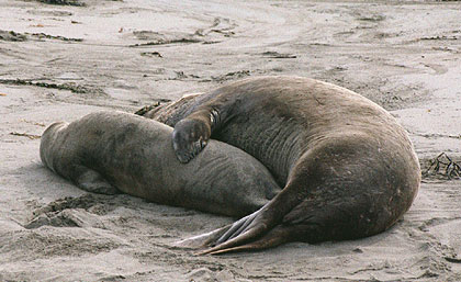 Elephant Seals cuddling on the beach