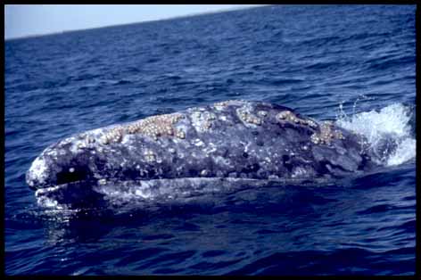 commensalism barnacles and whales