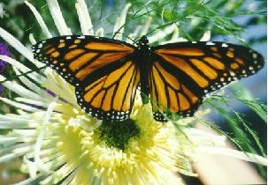 Monarch Butterflies roost at Andrew Molera State Park Big Sur