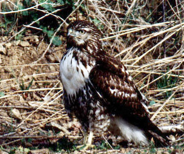 Red Tailed Hawk - photo by Stan Russell