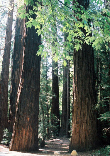 Trees Big Sur California